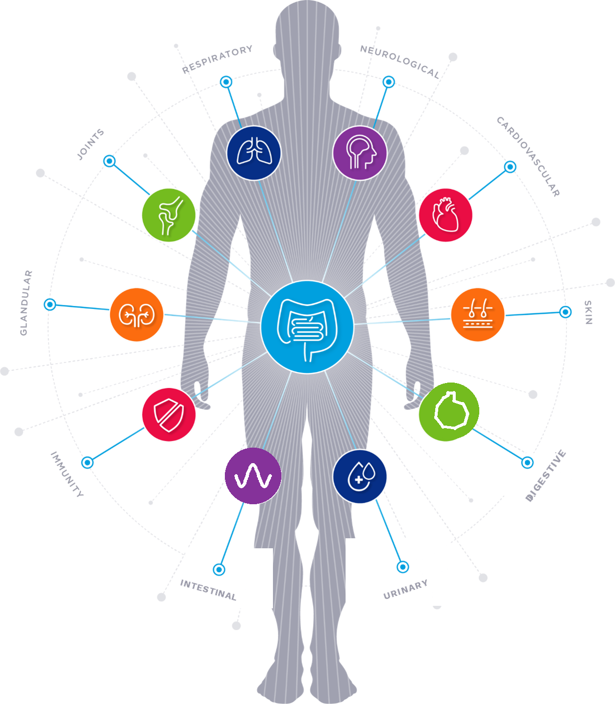 Front-facing body silhouette with 10 coloured icons marking each body system, connected by lines to their labels